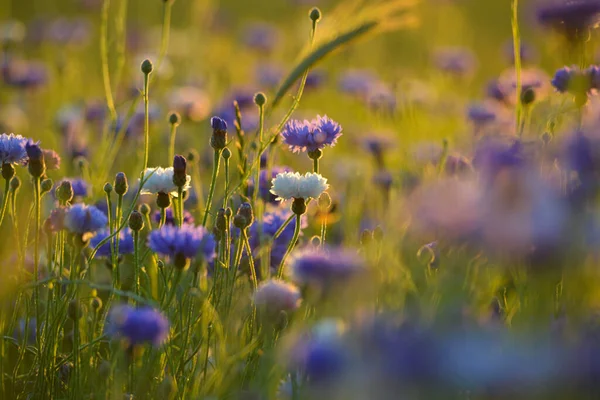 Lyseblå Kornblomster Hveteåker Fargerik Solnedgang – stockfoto