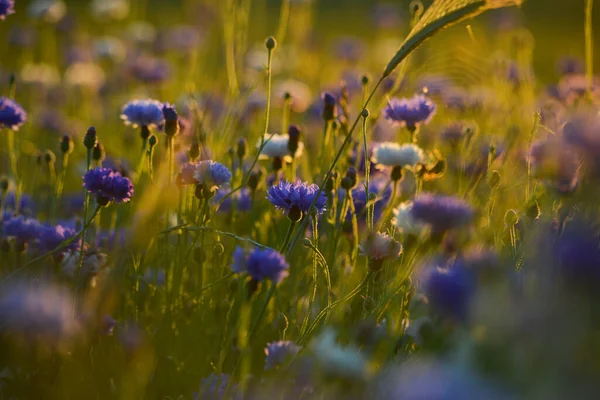 Jasnoniebieskie Kwiaty Kukurydzy Polu Pszenicy Kolorowy Zachód Słońca — Zdjęcie stockowe