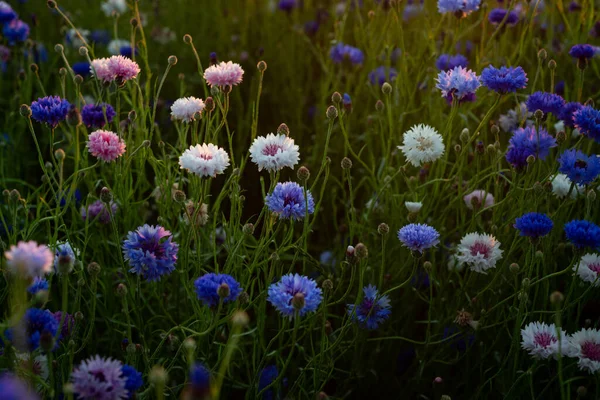 Világos Kék Búzavirág Búzamezőn Színes Naplementén — Stock Fotó