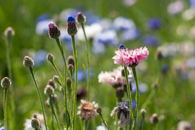 Bir yaz akşamı gün batımında kırmızı-pembe bir çiçek. Güzel yaz ortası çiçeği.