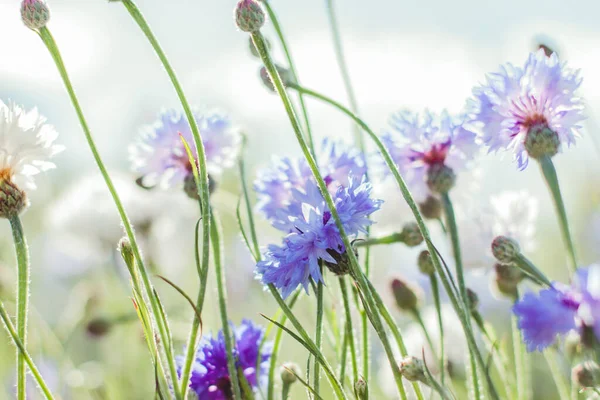 Ramo Flores Color Azul Brillante Flores Azules Plantas Campo Verano — Foto de Stock