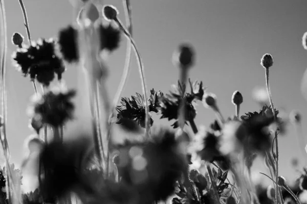 파랗고 하얗고 정원에 여름의 야생화 옥수수 — 스톡 사진