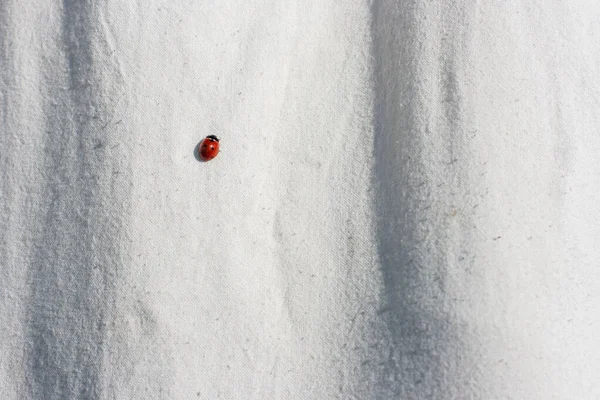 Piros Katicabogár Egy Fehér Ruhán Mászik Egy Meleg Nyári Napon — Stock Fotó