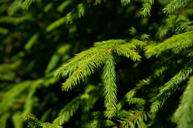 Firavun ağacı brunch 'ı yaklaşıyor. Sığ odaklanma. Yumuşak köknar ağacı brunch 'ı yakın çekim. Noel duvar kağıdı konsepti. Boşluğu kopyala.