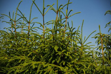 Taze yeşil dallar kozalaklı ağaç dalları gökyüzüne karşı.