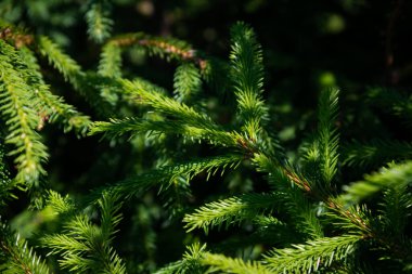 Noel ağacı dallarının arkaplanı.