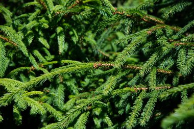 Yumuşak odaklan ve gün batımının bulanık arka planına karşı yeşil ladin dallarını kapat. Kopya alanı ile tasarım ve dekorasyon için doğal arkaplan ve arkaplan.