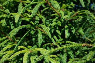 Noel ağacı dallarının arkaplanı.