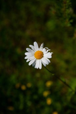 Gün batımında çayırda papatyalar. Otlaktaki beyaz yaz çiçekleri. Gündönümü taç çiçekleri