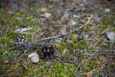 Ağaç dalları ve kurumuş iğnelerle yeşil yosunlu ladin konisi. Yakın çekim, makro