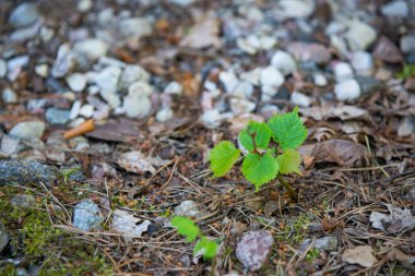 Yeşil yapraklı ağaç dalı ormandaki ağaç iğnelerinin arasından düşen yosunlarda büyüdü. Yeni hayat.