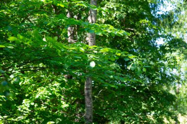 Yeşil ağaç yaprakları. Yeşil ağaç yaprağı arka planı. Orman manzarası