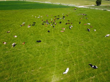 Kızıl Holstein Frizya sığırlarının otladığı tepeden tırnağa havadan çekilmiş bir fotoğraf. Bu inekler genellikle süt ürünleri üretiminde kullanılır.