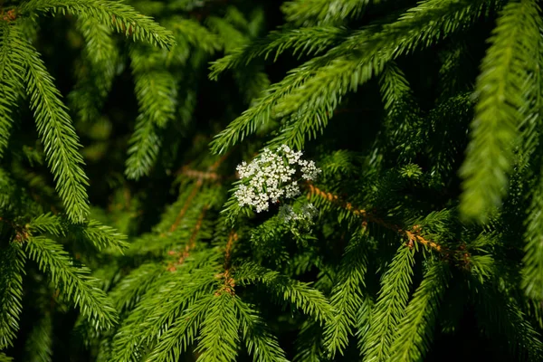 White Summer Midsummer Flower Has Grown Green Needles Spruce Branches — Stock Photo, Image