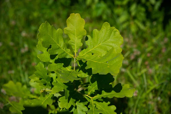 Abstract Green Foliage Background Forest Harsh Shadows Fresh Leaves — Stock Photo, Image