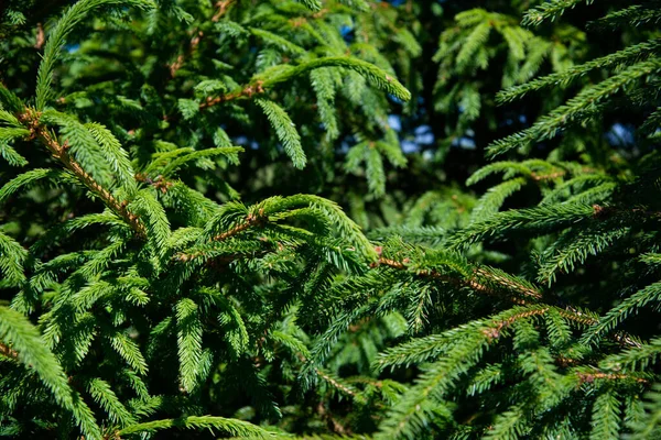 Mise Point Douce Gros Plan Des Branches Une Épinette Verte — Photo