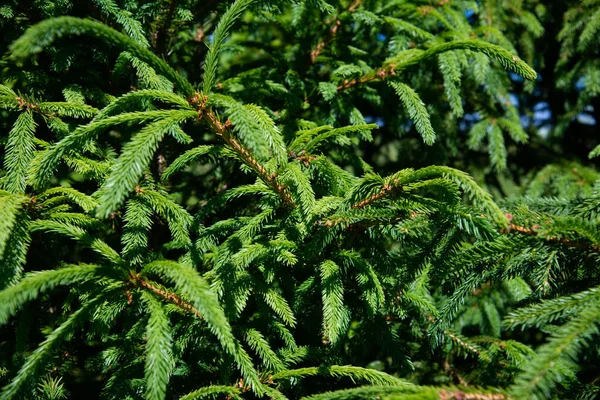 Norway Spruce Picea Abies European Spruce New Needles Natural Coniferous — Fotografia de Stock
