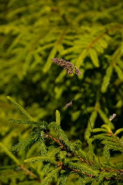覆盖的草茎 生长在云杉针叶的绿枝上的芦苇 — 图库照片