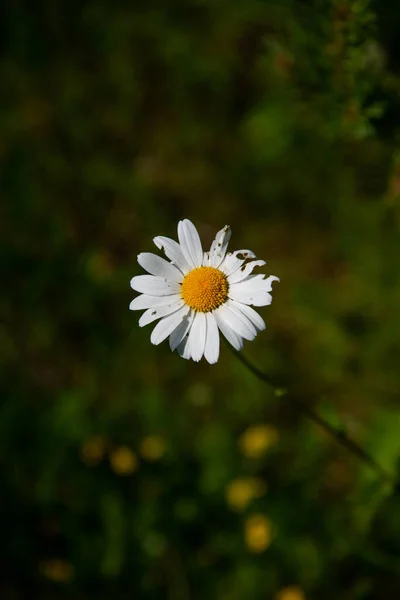 Margaridas Prado Pôr Sol Flores Brancas Verão Pasto Solstício Flores — Fotografia de Stock