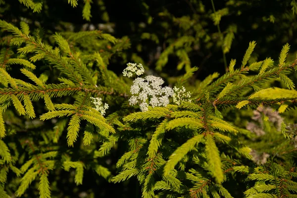 日没前の暖かい夏の光の中でトウヒの針の緑の枝を通して成長した白い夏の花 — ストック写真