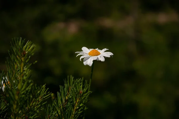 Madeliefjes Wei Bij Zonsondergang Witte Zomerbloemen Wei Zonnewende Kroon Bloemen — Stockfoto