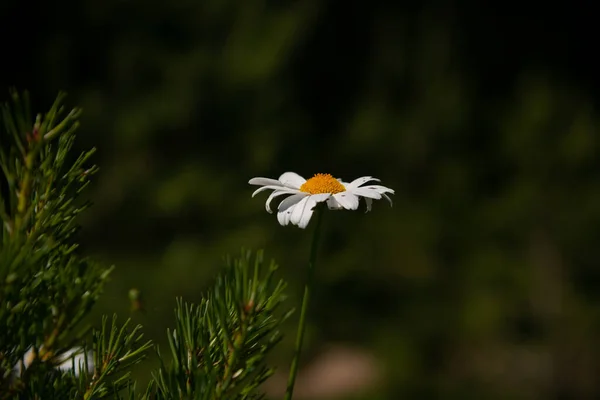 Gänseblümchen Auf Der Wiese Bei Sonnenuntergang Weiße Sommerblumen Auf Der — Stockfoto