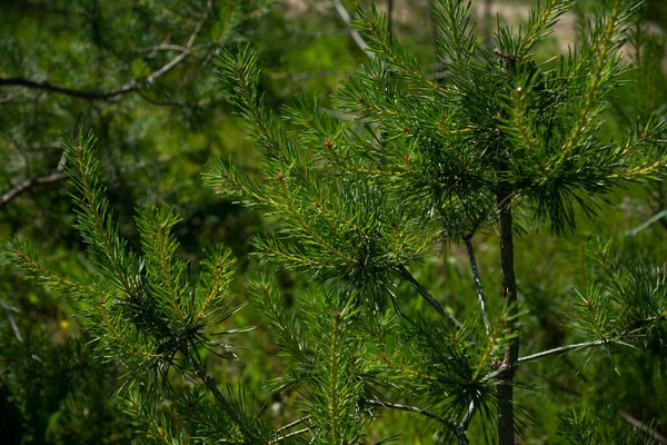 Tannenzweige Hintergrund Tannenbaum Tapete Kopierraum — Stockfoto