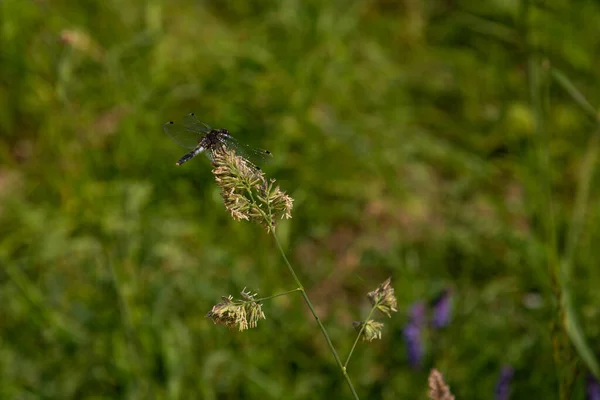 Uzavření Dragonmoucha Sedícího Kmeni — Stock fotografie