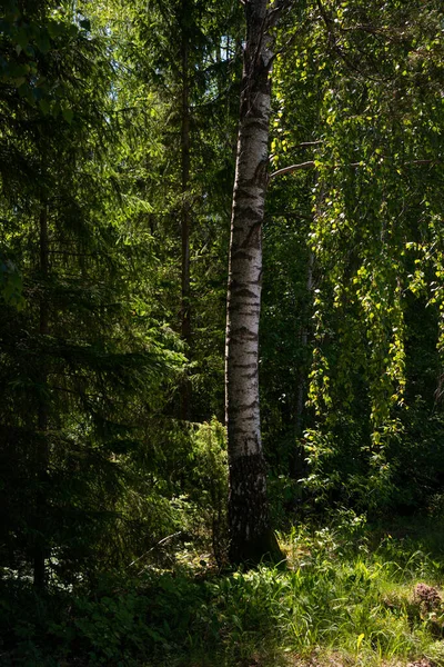 Birch tree in the forest shined by the sunset sun. Backlight.