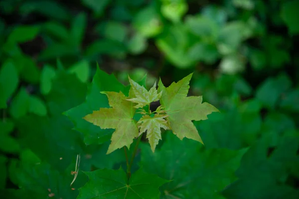 Зеленый Пышный Природный Фон Листьев Сикамора Maple Leaves Flat Lay — стоковое фото