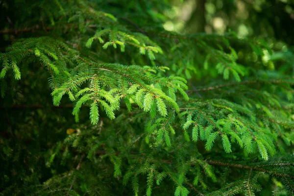 Mise Point Douce Gros Plan Des Branches Une Épinette Verte — Photo