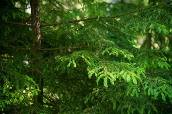 在夕阳西下 绿色云杉的枝条在模糊的背景下被柔和地聚焦和关闭 具有复制空间的设计和装饰的自然背景和背景 — 图库照片