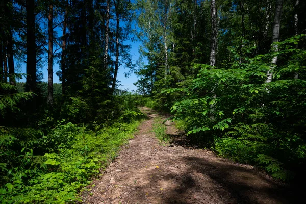 Leśna Droga Gruntowa Przejeżdża Przez Zielony Las Drzew Offroad Drogowy — Zdjęcie stockowe
