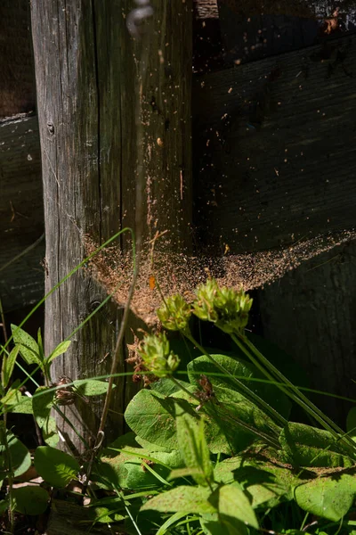 一个巨大的蜘蛛网络 在一个充满木屑的大厅里 在一个木棚旁边 蜘蛛网在夏日的夕阳西下点亮了 — 图库照片