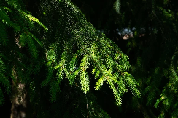 Mise Point Douce Gros Plan Des Branches Une Épinette Verte — Photo