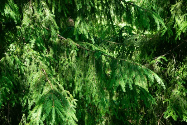 연두색 가문비나무의 가지들에 부드럽게 초점을 맞추고 가까이 다가가면 됩니다 자연적 — 스톡 사진
