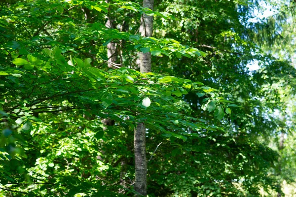 Green Tree Leaves Green Tree Leaf Background Forest Landscape — Stockfoto