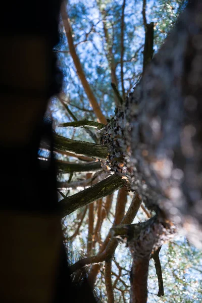 Vista Para Cima Tronco Pinheiro Fundo Bonito Bokeh — Fotografia de Stock