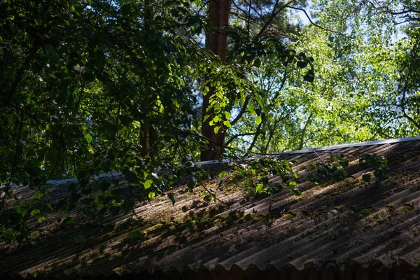 房子的石板屋顶长满了青苔 在它上面长满了绿叶的树 — 图库照片