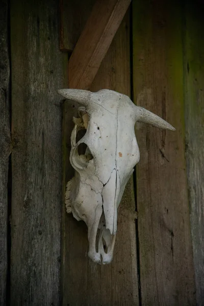 Crânio Uma Vaca Uma Parede Madeira Vista Frontal — Fotografia de Stock