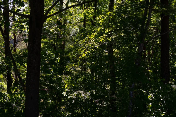 Floresta Verde Exuberante Com Folhas Folhagem Textura Arbusto Verão Natureza — Fotografia de Stock