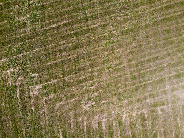 Luftaufnahme Von Agro Ländlichen Grünen Feldern Mit Sämlingen Hintergrund Für — Stockfoto