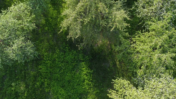 Повітряний Вид Зверху Лісове Дерево Екосистема Тропічних Лісів Здорове Середовище — стокове фото