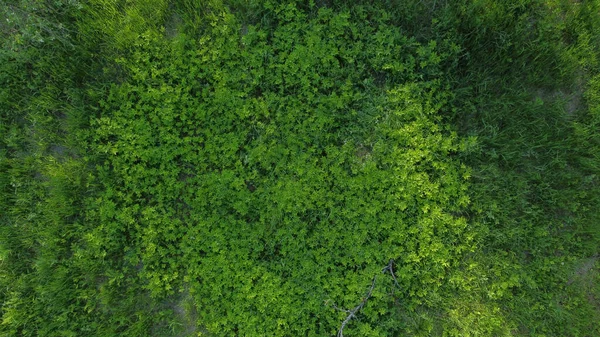 Árbol Forestal Vista Aérea Ecosistema Selva Tropical Concepto Fondo Medio —  Fotos de Stock