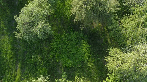Árbol Forestal Vista Aérea Ecosistema Selva Tropical Concepto Fondo Medio Imágenes de stock libres de derechos