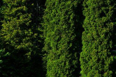 yeşil ağaç desenleri ve arka plan - yeşil bahçe ve çalılar