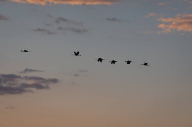 Özgür kuşlar, güneşin doğuşuyla birlikte vahşi topraklardaki sisli dağların üzerinden uçuyorlar. Göç eden turnalar. Doğa göçü. Harika özgürlük dünyası. Çevre koruma. Seyahat kavramı