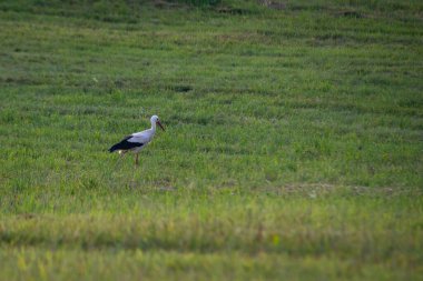 Beyaz leylek (Ciconia ciconia) yaz günbatımının ılık ışığında saman ruloları ile taze kesilmiş bir çayırda yiyecek arar..