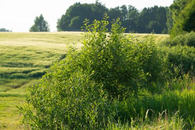 yeşil ağaç desenleri ve arka plan - yeşil bahçe ve çalılar