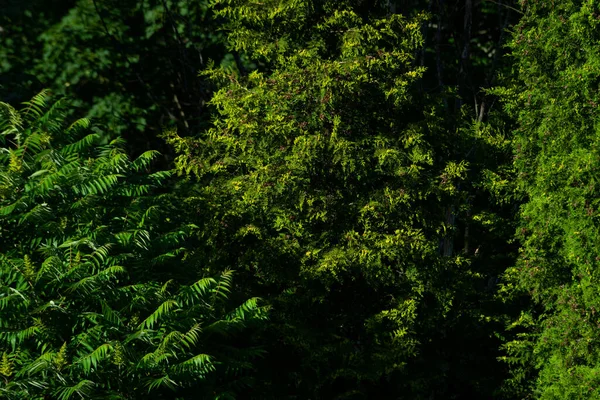 Green Tree Textures Backgrounds Green Garden Bushes — Stockfoto